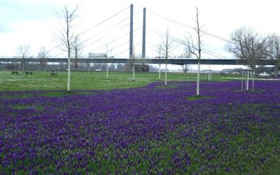 Das Blaue Band am Rhein