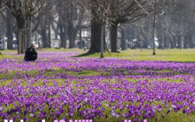 Mehr als 10 Millionen Krokusse blühen in Düsseldorf